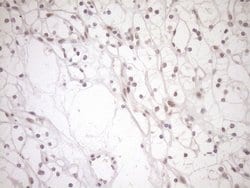Invitrogen NAP1L3 Monoclonal Antibody (OTI3G3) 100 &mu;L; Unconjugated:Antibodies,