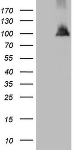 Invitrogen NAP1L3 Monoclonal Antibody (OTI3G3) 100 &mu;L; Unconjugated:Antibodies,