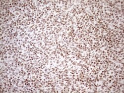 Invitrogen UTP11L Monoclonal Antibody (OTI5F3) 100 &mu;L; Unconjugated:Antibodies,