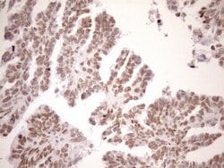 Invitrogen UTP11L Monoclonal Antibody (OTI5F3) 100 &mu;L; Unconjugated:Antibodies,
