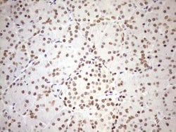 Invitrogen UTP11L Monoclonal Antibody (OTI5F3) 100 &mu;L; Unconjugated:Antibodies,