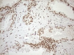 Invitrogen UTP11L Monoclonal Antibody (OTI5F3) 100 &mu;L; Unconjugated:Antibodies,