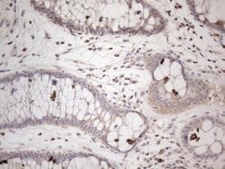 Invitrogen AMTN Monoclonal Antibody (OTI1D6) 100 &mu;L; Unconjugated:Antibodies,