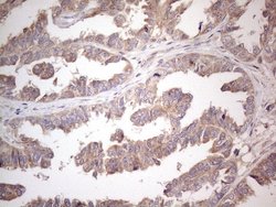 Invitrogen AMTN Monoclonal Antibody (OTI1D6) 100 &mu;L; Unconjugated:Antibodies,
