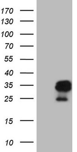 Invitrogen AMTN Monoclonal Antibody (OTI1D6) 100 &mu;L; Unconjugated:Antibodies,
