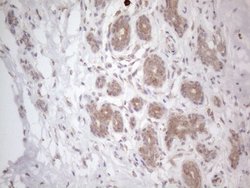 Invitrogen RBMS1 Monoclonal Antibody (OTI2H1) 100 &mu;L; Unconjugated:Antibodies,