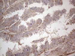 Invitrogen RBMS1 Monoclonal Antibody (OTI2H1) 100 &mu;L; Unconjugated:Antibodies,