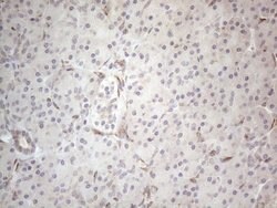 Invitrogen RBMS1 Monoclonal Antibody (OTI2H1) 100 &mu;L; Unconjugated:Antibodies,