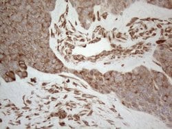Invitrogen RBMS1 Monoclonal Antibody (OTI2H1) 100 &mu;L; Unconjugated:Antibodies,