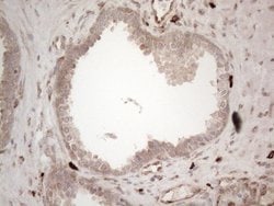 Invitrogen RBMS1 Monoclonal Antibody (OTI2H1) 100 &mu;L; Unconjugated:Antibodies,
