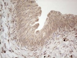 Invitrogen RBMS1 Monoclonal Antibody (OTI2H1) 100 &mu;L; Unconjugated:Antibodies,