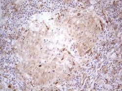 Invitrogen RBMS1 Monoclonal Antibody (OTI2H1) 100 &mu;L; Unconjugated:Antibodies,