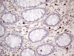 Invitrogen RBMS1 Monoclonal Antibody (OTI2H1) 100 &mu;L; Unconjugated:Antibodies,