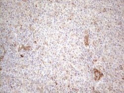 Invitrogen RBMS1 Monoclonal Antibody (OTI2H1) 100 &mu;L; Unconjugated:Antibodies,