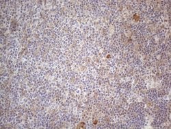 Invitrogen RBMS1 Monoclonal Antibody (OTI2H1) 100 &mu;L; Unconjugated:Antibodies,