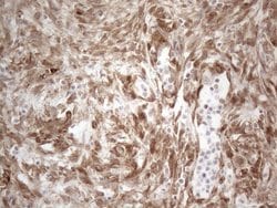 Invitrogen RBMS1 Monoclonal Antibody (OTI2H1) 100 &mu;L; Unconjugated:Antibodies,