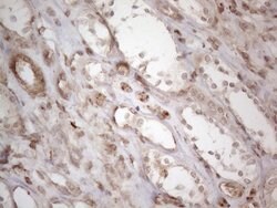 Invitrogen RBMS1 Monoclonal Antibody (OTI2H1) 100 &mu;L; Unconjugated:Antibodies,