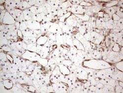 Invitrogen RBMS1 Monoclonal Antibody (OTI2H1) 100 &mu;L; Unconjugated:Antibodies,