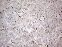 Invitrogen RBMS1 Monoclonal Antibody (OTI2H1) 100 &mu;L; Unconjugated:Antibodies,