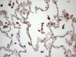 Invitrogen RBMS1 Monoclonal Antibody (OTI2H1) 100 &mu;L; Unconjugated:Antibodies,