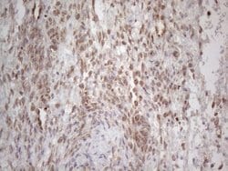 Invitrogen RBMS1 Monoclonal Antibody (OTI2H1) 100 &mu;L; Unconjugated:Antibodies,