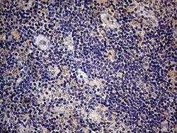 Invitrogen Endothelin 3 Monoclonal Antibody (OTI3E10) 100 &mu;L; Unconjugated:Antibodies,