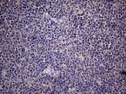 Invitrogen Endothelin 3 Monoclonal Antibody (OTI3E10) 100 &mu;L; Unconjugated:Antibodies,