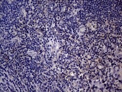Invitrogen Endothelin 3 Monoclonal Antibody (OTI3E10) 100 &mu;L; Unconjugated:Antibodies,