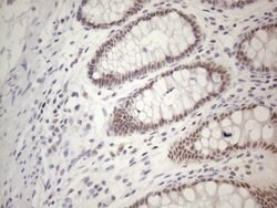 Invitrogen TDG Monoclonal Antibody (OTI3C11) 100 &mu;L; Unconjugated:Antibodies,