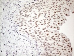 Invitrogen TDG Monoclonal Antibody (OTI3C11) 100 &mu;L; Unconjugated:Antibodies,