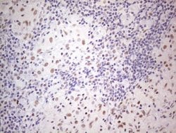 Invitrogen TDG Monoclonal Antibody (OTI3C11) 100 &mu;L; Unconjugated:Antibodies,
