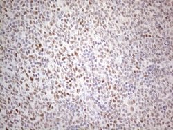 Invitrogen TDG Monoclonal Antibody (OTI3C11) 100 &mu;L; Unconjugated:Antibodies,