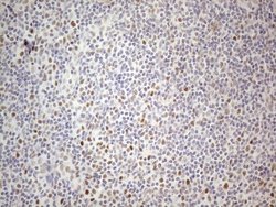 Invitrogen TDG Monoclonal Antibody (OTI3C11) 100 &mu;L; Unconjugated:Antibodies,