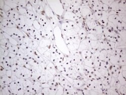 Invitrogen TDG Monoclonal Antibody (OTI3C11) 100 &mu;L; Unconjugated:Antibodies,