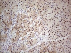 Invitrogen TDG Monoclonal Antibody (OTI3C11) 100 &mu;L; Unconjugated:Antibodies,