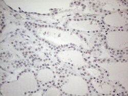 Invitrogen TDG Monoclonal Antibody (OTI3C11) 100 &mu;L; Unconjugated:Antibodies,
