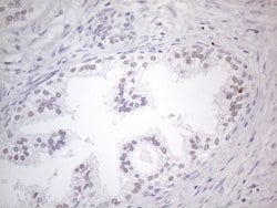 Invitrogen TDG Monoclonal Antibody (OTI3C11) 100 &mu;L; Unconjugated:Antibodies,