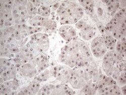 Invitrogen HMGB4 Monoclonal Antibody (OTI5G3) 100 &mu;L; Unconjugated:Antibodies,