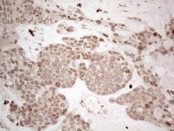 Invitrogen HMGB4 Monoclonal Antibody (OTI5G3) 100 &mu;L; Unconjugated:Antibodies,