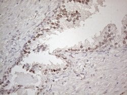 Invitrogen HMGB4 Monoclonal Antibody (OTI5G3) 100 &mu;L; Unconjugated:Antibodies,
