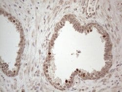 Invitrogen HMGB4 Monoclonal Antibody (OTI5G3) 100 &mu;L; Unconjugated:Antibodies,