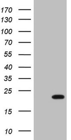 Invitrogen HMGB4 Monoclonal Antibody (OTI5G3) 100 &mu;L; Unconjugated:Antibodies,