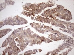 Invitrogen Aladin Monoclonal Antibody (OTI5B10) 100 &mu;L; Unconjugated:Antibodies,