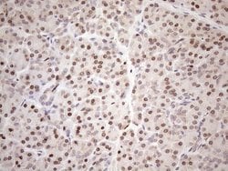 Invitrogen Aladin Monoclonal Antibody (OTI5B10) 100 &mu;L; Unconjugated:Antibodies,