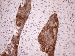Invitrogen Aladin Monoclonal Antibody (OTI5B10) 100 &mu;L; Unconjugated:Antibodies,
