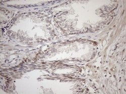 Invitrogen Aladin Monoclonal Antibody (OTI5B10) 100 &mu;L; Unconjugated:Antibodies,