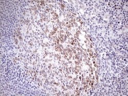 Invitrogen Aladin Monoclonal Antibody (OTI5B10) 100 &mu;L; Unconjugated:Antibodies,