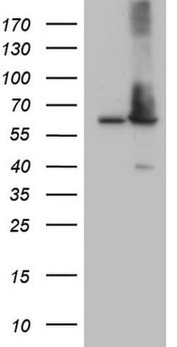 Invitrogen Aladin Monoclonal Antibody (OTI5B10) 100 &mu;L; Unconjugated:Antibodies,