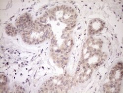 Invitrogen PARG Monoclonal Antibody (OTI6F4) 100 &mu;L; Unconjugated:Antibodies,