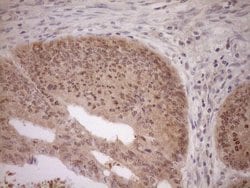 Invitrogen PARG Monoclonal Antibody (OTI6F4) 100 &mu;L; Unconjugated:Antibodies,